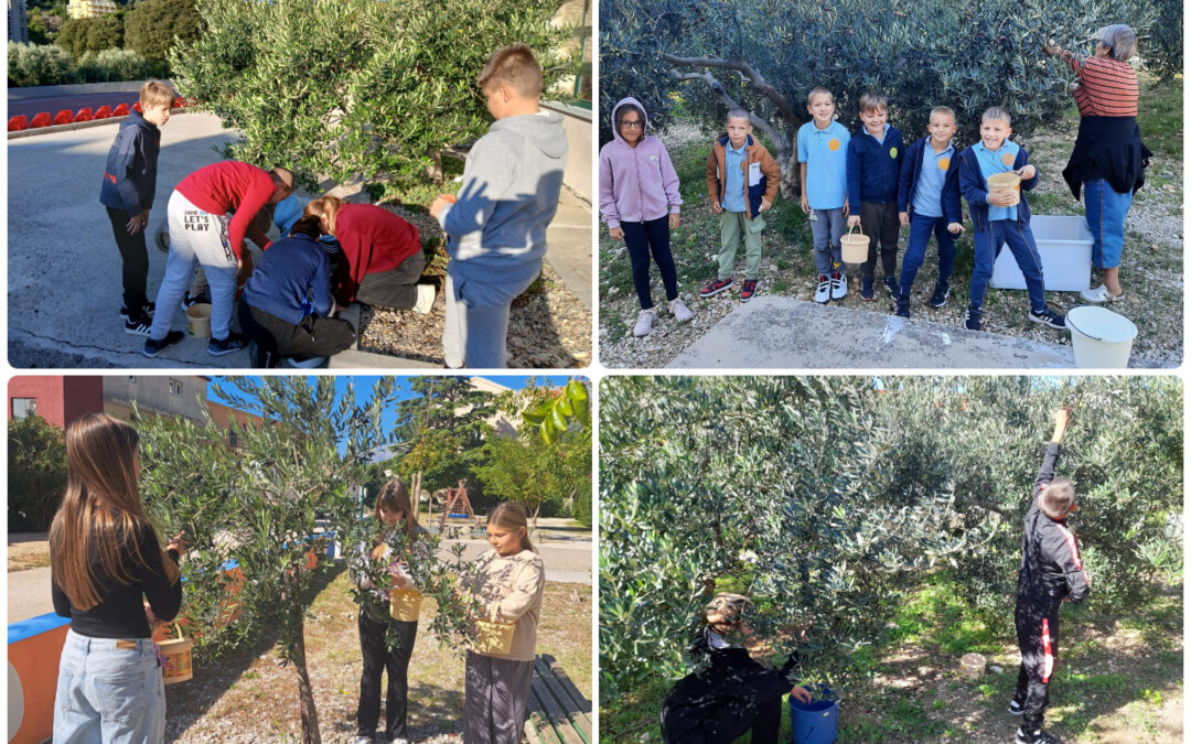 Maslina je obrana 2025.